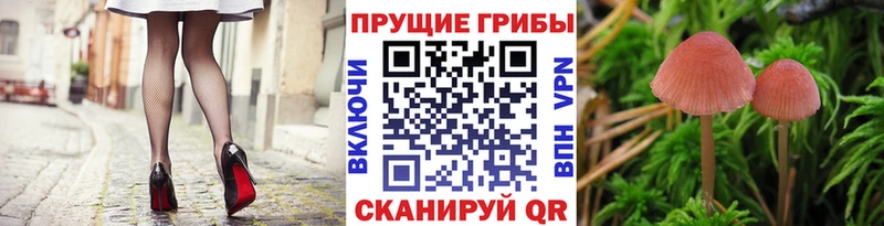Галлюциногенные грибы Psilocybe  Элиста 